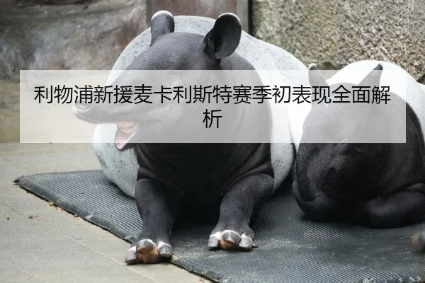 利物浦新援麦卡利斯特赛季初表现全面解析